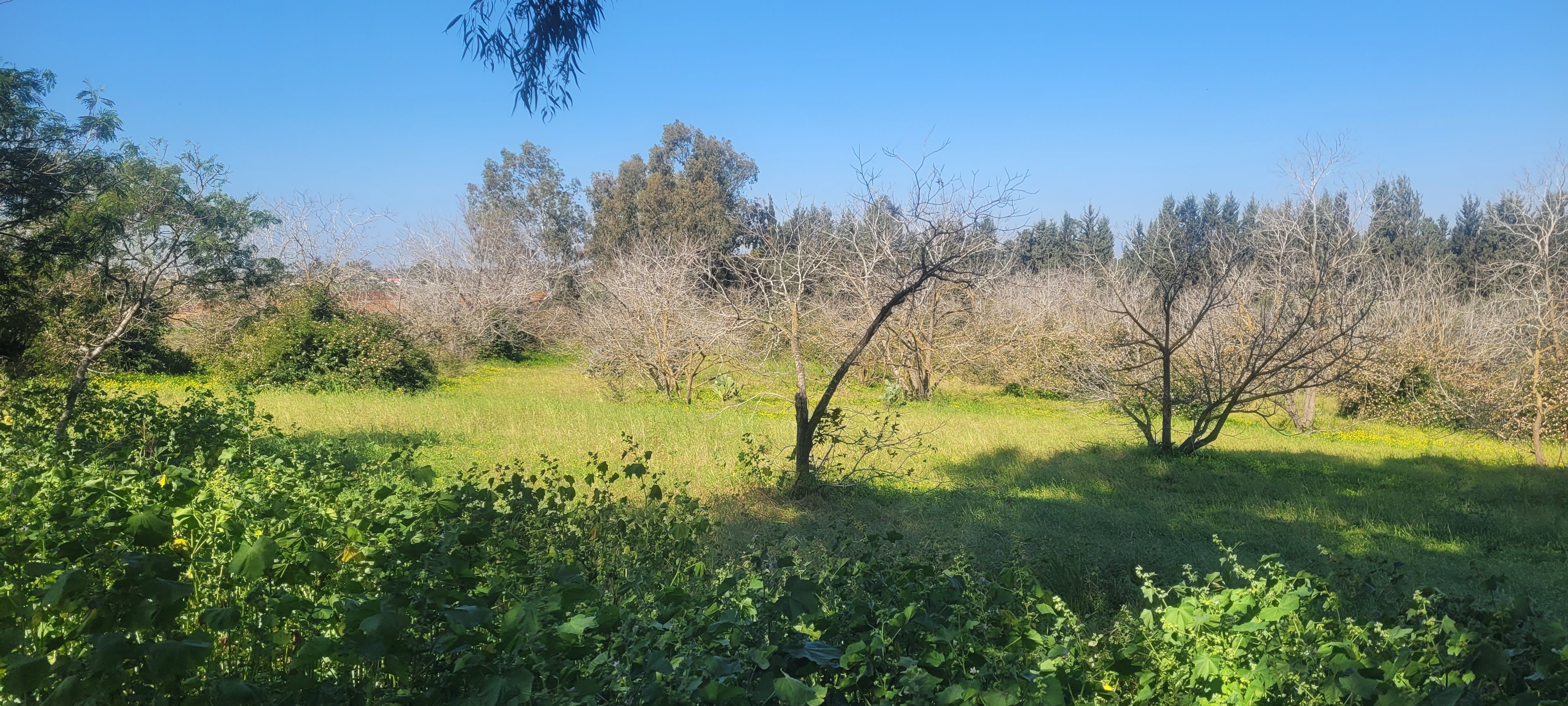 מהסמארטפון שלי